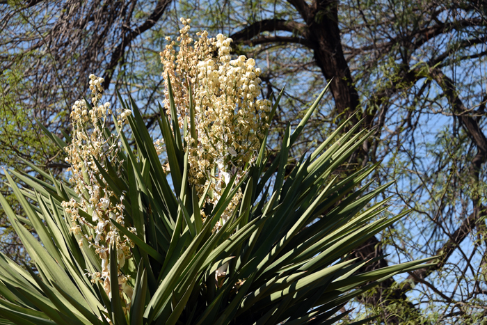 Eve's-Needle has white or greenish-white flowers along a long flower erect stem. The flowers are hanging (pendulous). The fruits are also pendent, elongated and baccate seeds are black.  Yucca faxoniana